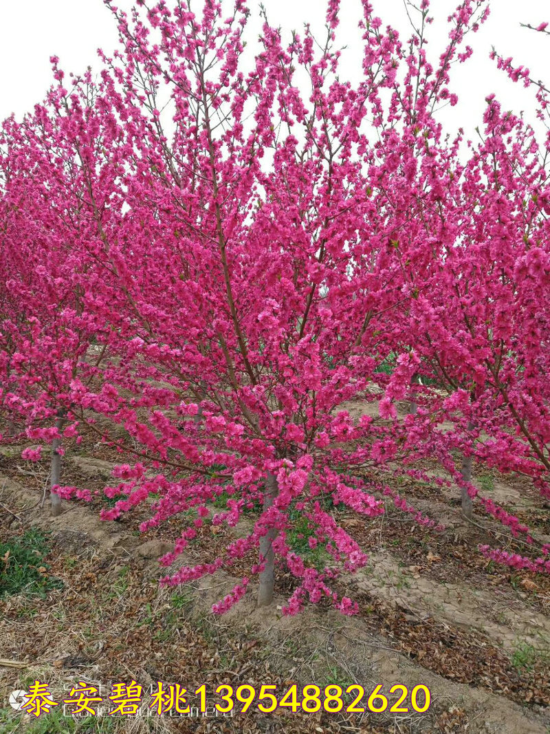 公司介绍   山东泰安碧桃种植基地主营各品种观赏桃树,主要桃花种类有