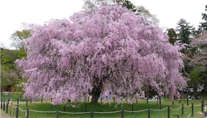 正宗美国垂枝红樱美国垂枝樱花红花樱花树苗盆栽地栽垂枝