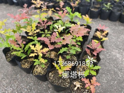 娜塔栎红栎娜塔栎小苗至15公分工程苗供应