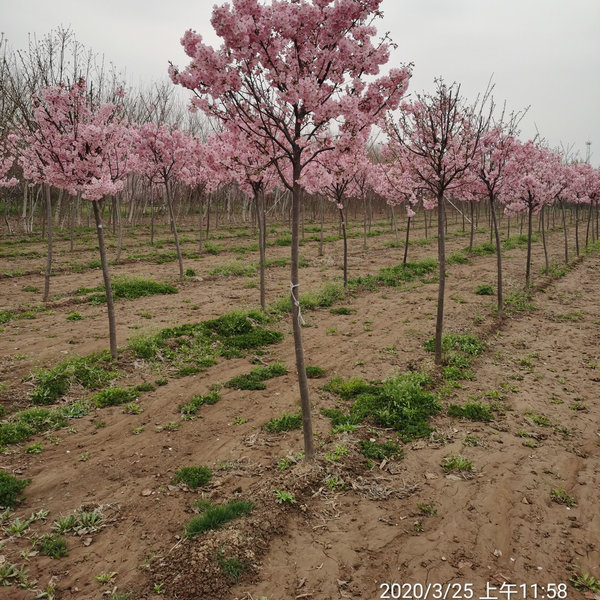 泰安樱花,泰安阳光樱,泰安高杆阳光樱