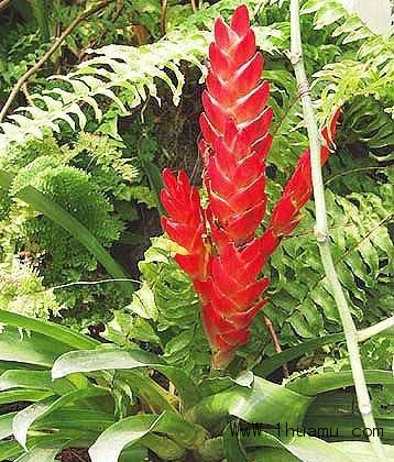 水塔花的图片和资料