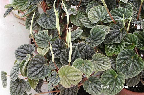 皱叶椒草的养殖方法