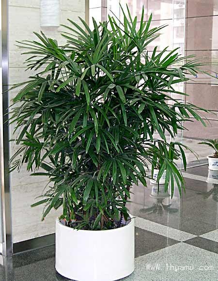 棕竹的图片资料