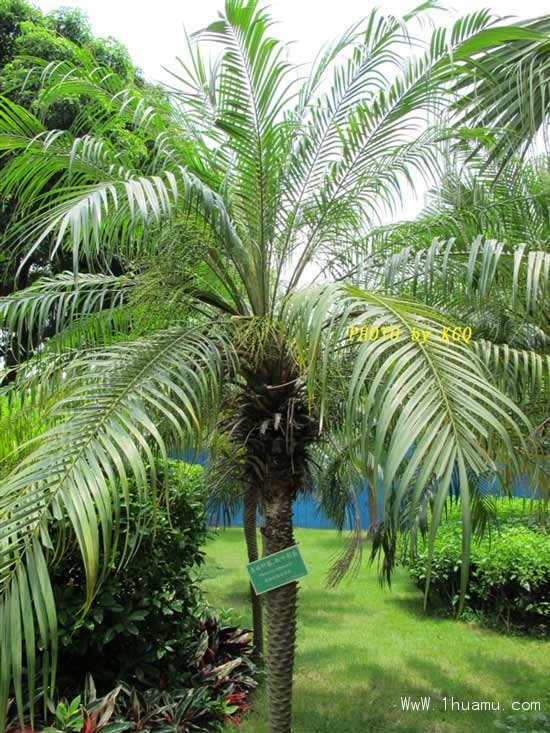 美丽针葵的图片,资料