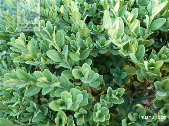 锦熟黄杨的繁殖方法