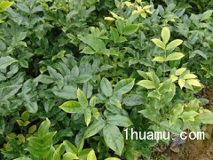 鄂西红豆树苗 花梨木袋苗 红豆树苗