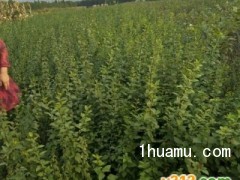 钙果苗 花椒苗