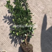 浙江杭州苗圃出售精品大叶黄杨毛球