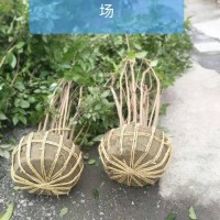 浙江杭州供应蓬型1.5-5米精品腊梅