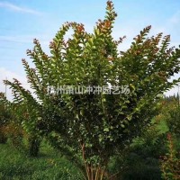 浙江杭州苗圃出售精品丛生紫薇冠幅1.5米-3米