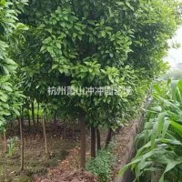 浙江杭州处理6-11公分香泡树