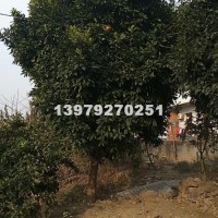 九江精品香泡树价格批发、江西货源