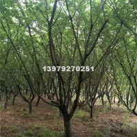 九江12-15公分樱花精品苗货源充...