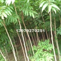 九江精品无患子基地批发、江西无患子
