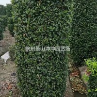 浙江杭州供应精品 石楠柱子 以及石楠球