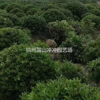 浙江杭州供应精品海桐球