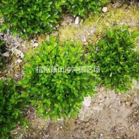 浙江杭州供应精品矮婆鹃