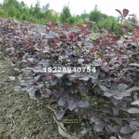 成都供应13杯16杯红继木工程苗价