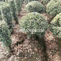 浙江杭州供应精品  金边球  以及金边柱子和毛球