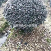 浙江杭州供应精品  红花继木毛球、红花继木球及红花...