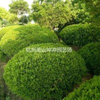 浙江杭州供应精品雀舌黄杨球