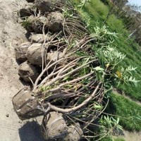 浙江杭州供应各个规格   精品夹竹桃