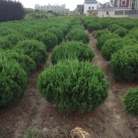 浙江杭州供应精品龙柏球