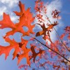 北美红栎 生态价值高 生长速度快