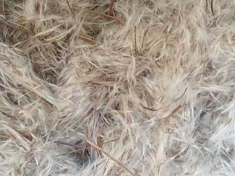 楸树种子价格 楸树种子产地 种子多少钱一斤