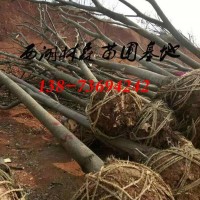 栾树8公分-9公分-10公分-11公分-12公分栾树价格