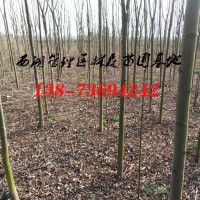 栾树3公分6公分栾树8公分栾树价格