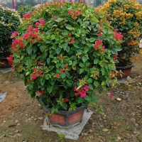 藤本月季花球骨架 植物造型