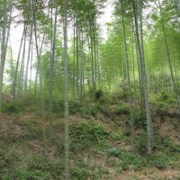 供应竹苗 青皮竹苗价格 玉林毛竹种子苗产区