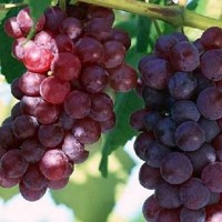 供应广西葡萄苗厂家 玉林提子苗基地