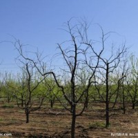 占地果树  石榴树 梨树 柿子树