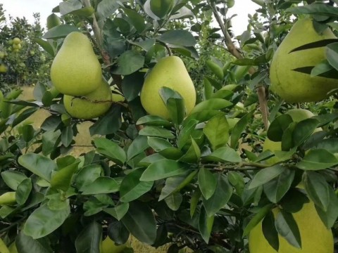 金香柚金香柚苗基地金香柚种植技术