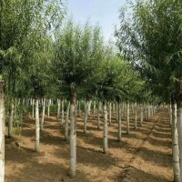 供应嫁接馒头柳