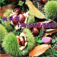 基地直销2公分以上规格板栗树苗、3公分板栗树苗