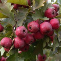 基地大金星山楂树苗2公分-3公分山楂树苗量大优惠