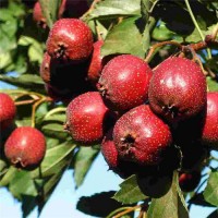 供应山楂苗、3公分4公分山楂苗-5公分山楂苗量大优惠