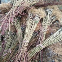 2公分李子苗、2公分李子苗价格、2公分李子苗报价