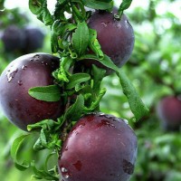 产地批发出售2公分-3公分-4公分李子苗