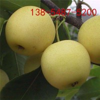 出售2公分3公分4公分黄金梨树规格齐全