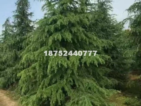 宿迁雪松,雪松小苗,雪松工程苗,精...