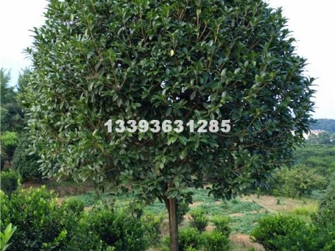 桂林供应桂花树１０ １２公分树形好 桂花常绿苗木 第一花木网