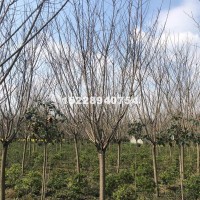 成都日本晚樱供应1-20高杆樱花，