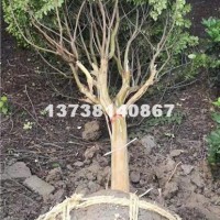 杭州供应紫薇 优质货  价格便宜