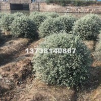 杭州供应水果兰球