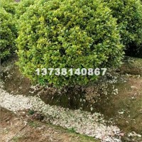 杭州金边黄杨球供应球类金边黄杨  ...