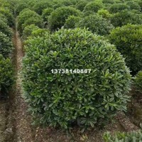 杭州供应优质海桐球 浙江苗圃货源